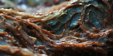腐肉Carrion是手游吗？